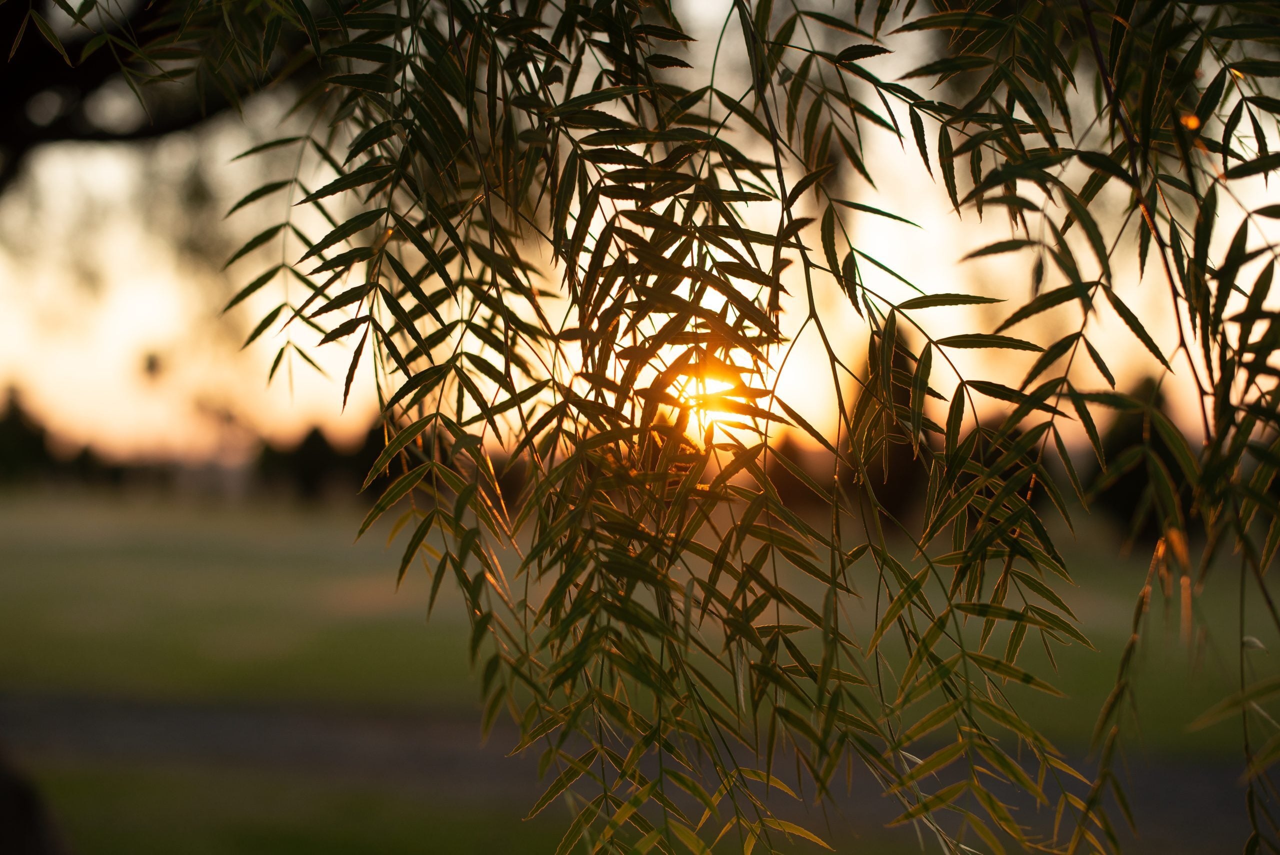 Cemitério Parque Hortolândia